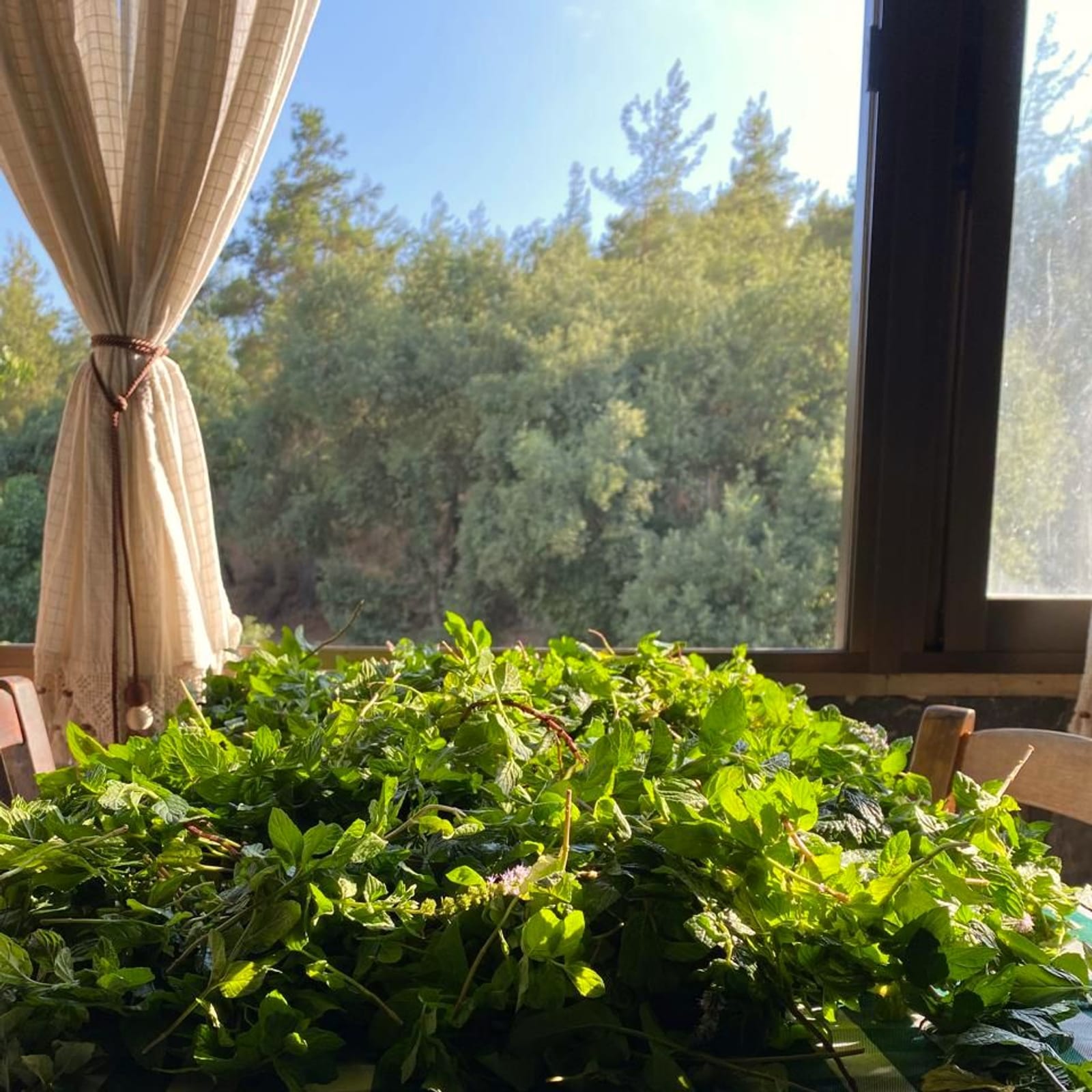 Δυόσμος από τον κήπο, απλωμένος για ξέρανση.