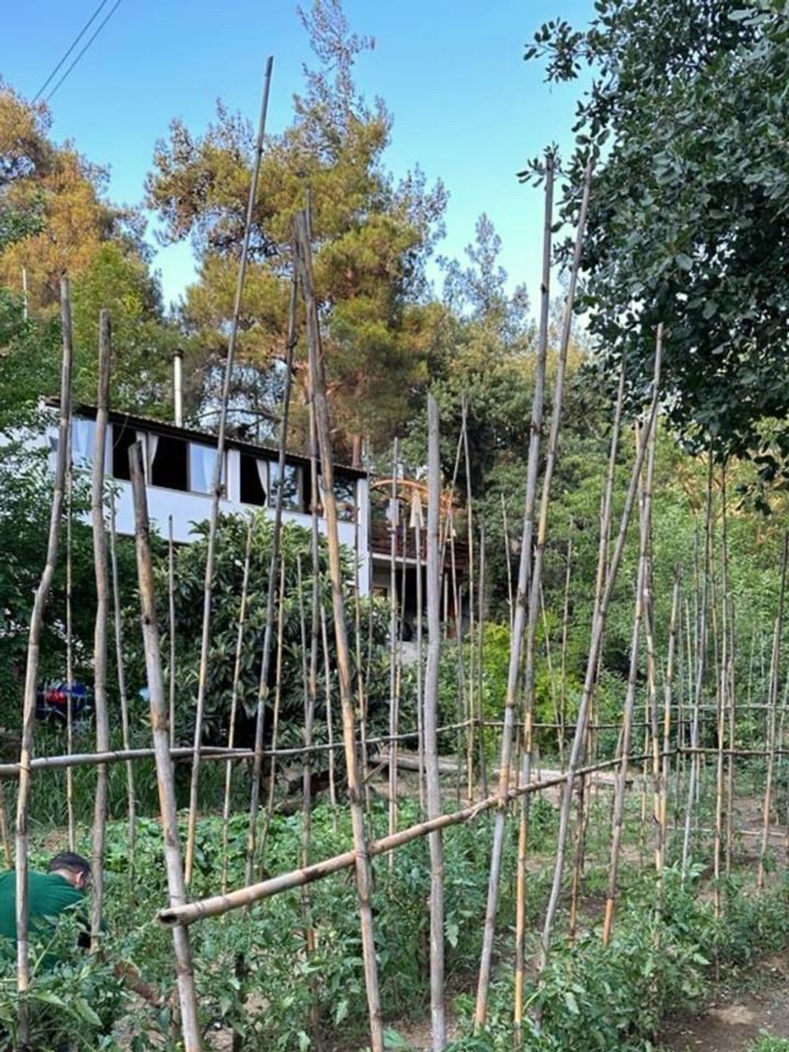 Καλάμια που στηρίζουν τις ντοματιές στον κήπο μας, με τη βεράντα να φαίνεται μέσα από τα δέντρα.